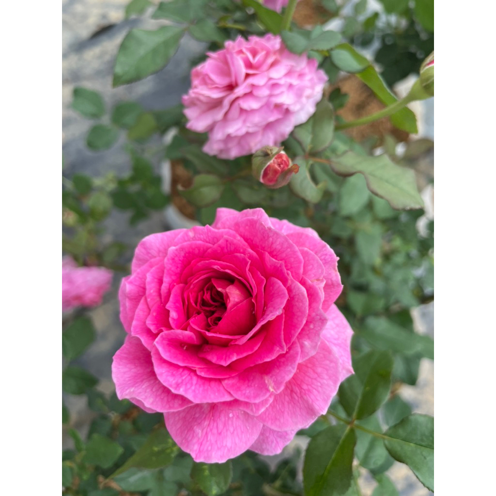 กุหลาบกาเบรียล โอ๊ค( Gabriel Oak )ดอกมีกลิ่นหอม เลี้ยงง่าย