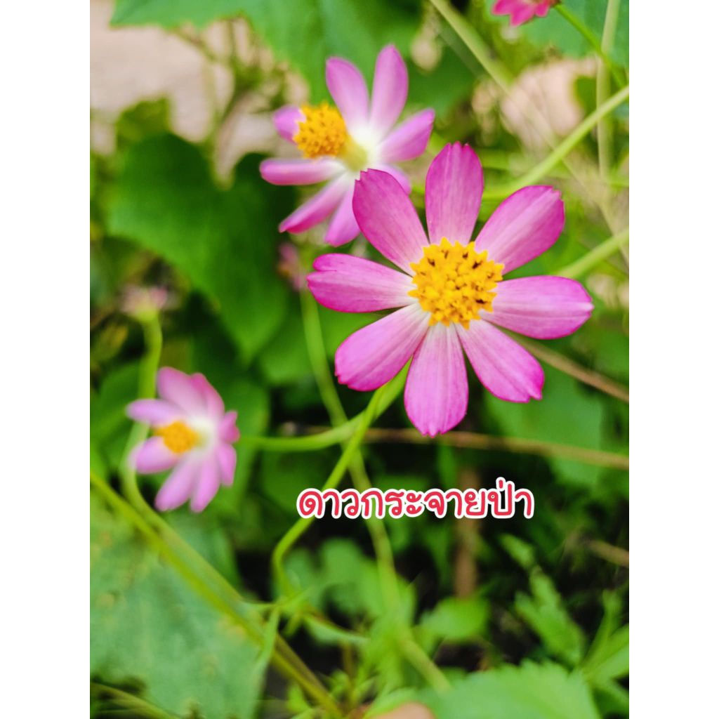 เมล็ดพันธุ์ผักก้านกอง หรือดาวกระจายป่า  100 เมล็ด