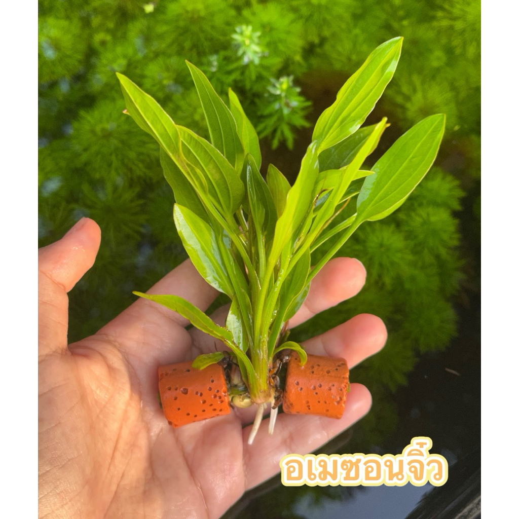 อเมซอนใส่โหลปลาอันเล็กน่ารัก