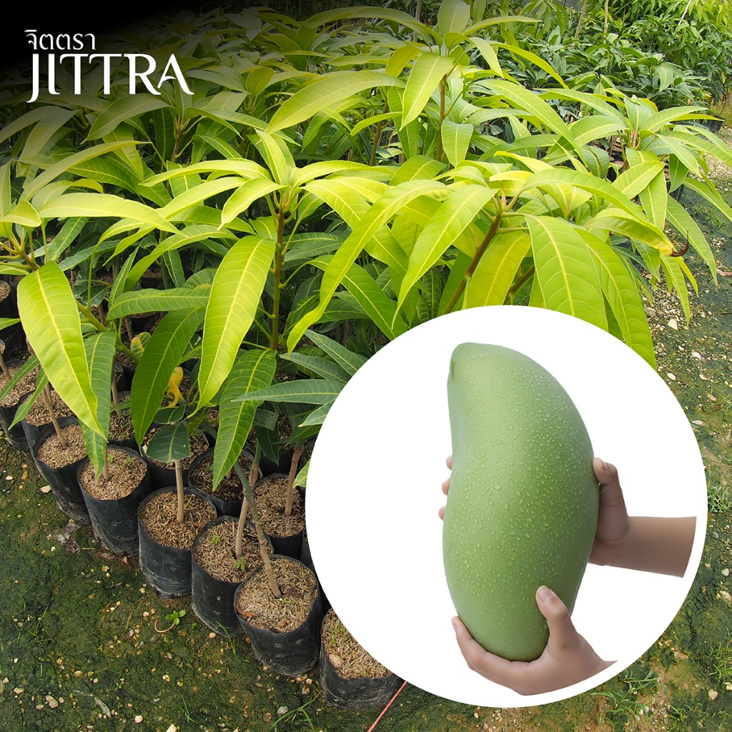 จิตตรา ต้นพันธุ์มะม่วงโชคไพบูลย์หรือมะม่วงเจ้าลงกา เสียบยอดสูง 60-80 ซม. โตไวให้ผลเร็ว พร้อมส่ง