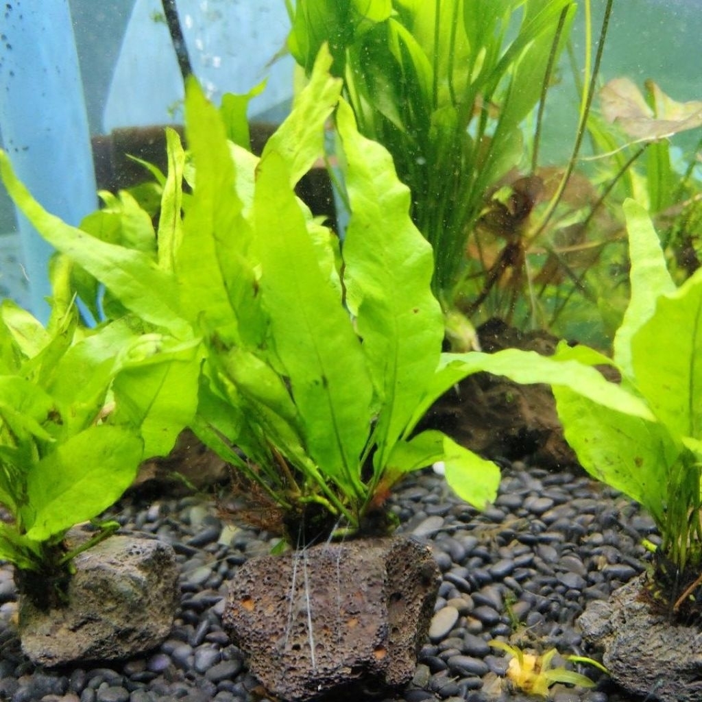 ต้นไม้น้ำ เฟิร์นรากดำใบกว้าง (Microsorum pteropus) พันขอนไม้ หรือ พันหินลาวาดำต้นเขียว เลี้ยงง่าย