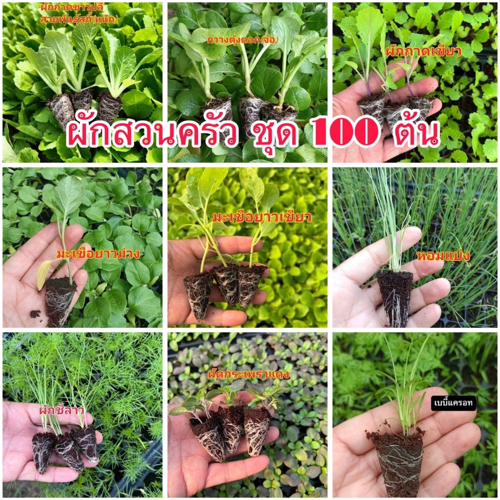 ต้นกล้าผักสวนครัว ชุด 100 ต้น ผักชี หอมแบ่ง ผักกาด ผักกาดขาว มะเขือ มะเขือเทศ กะเพรา พริก