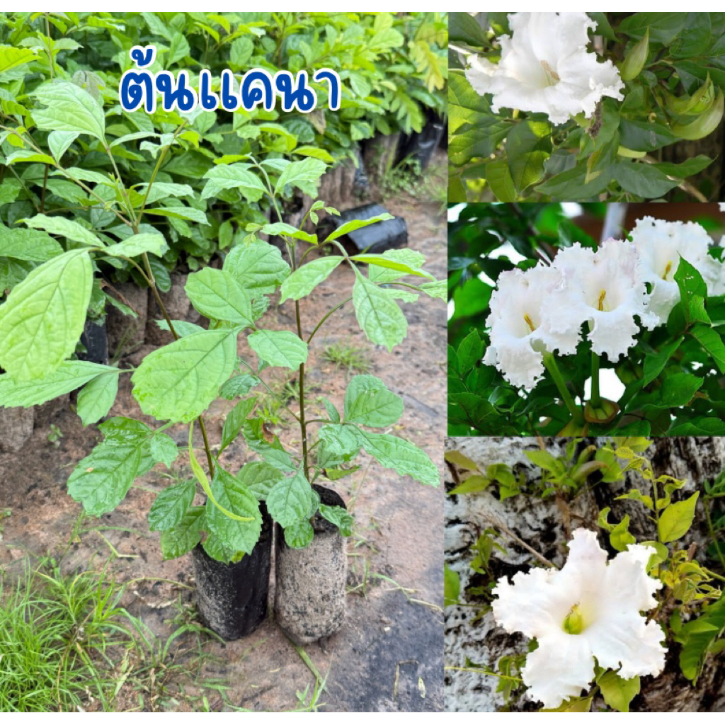 ต้นเเคนา ชุด4ต้น80บาท พร้อมส่ง พร้อมปลูก สูง30เซน