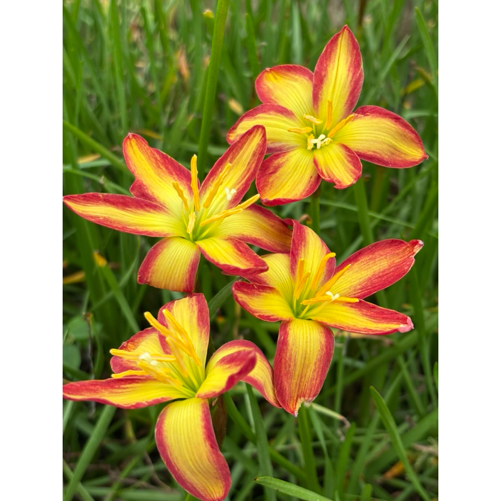 บัวดินZ.Sunshine Loveดอกมีสีสวยสดใสชุดละ4หัว50