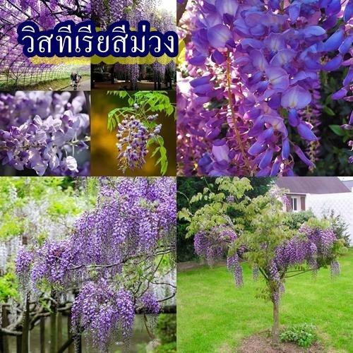 5 เมล็ด เมล็ดวิสทีเรียสีม่วง (เป็นไม้ยืนต้นหายาก อายุยืนหลายปี ออกดอกสีม่วงเป็นพวงระย้า สวยงามมาก นิยมปลูกประดับโชว์ดอก)