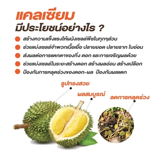 แคลเซียมคลอไรด์ CaCl2 ขนาด 25 กก. (Ca 27%) ช่วยป้องกันดอกหลุดร่วง ป้องกันผลแตก ผนังเซลล์พืชแข็งแรง