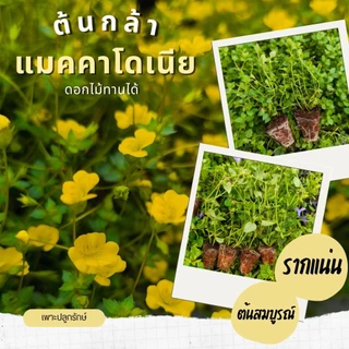 ต้นกล้าดอกไม้ทานได้ ต้นกล้าสมุนไพร​ฝรั่ง​ (สั่งขั้นต่ำ 10 ต้น คละชนิดได้)​ #ผีเสื้อแสนสวย #เดซี่ #เก๊ก​ฮวย ​#จันทร์​ฉาย
