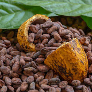 คาเคานิบส์ (Cacao Nibs) ปริมาณสุทธิ: 100 กรัม