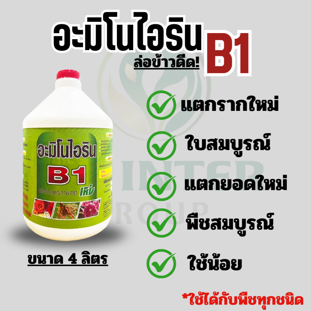 ยาเร่งรากสูตรเข้มข้น อะมิโนไอริน บี 1 ขนาด 4 ลิตร ล่อข้าวดีด แช่เมล็ดข้าว เห็นผลทันใจ คุ้มสุดๆ