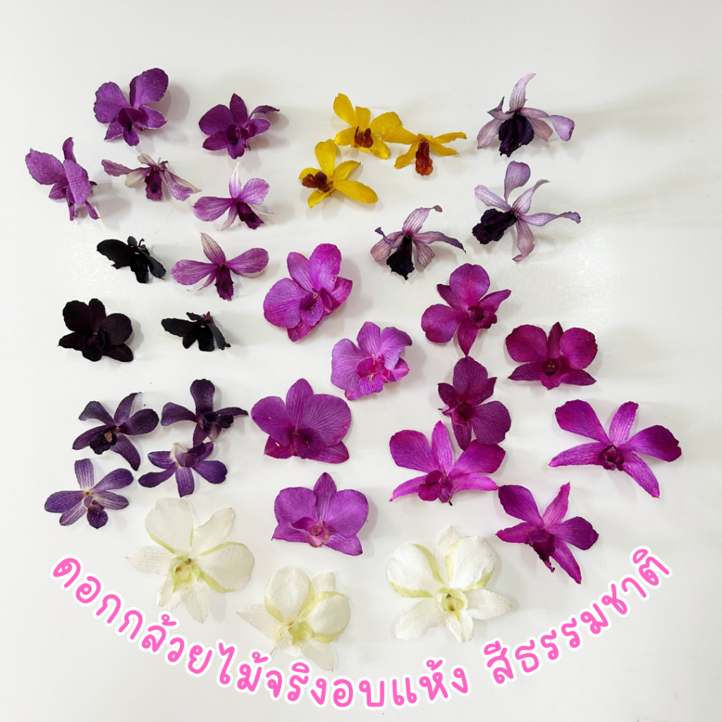 Prosco |   ดอกกล้วยไม้อบแห้ง สีธรรมชาติ สำหรับงานตกแต่ง craft งานประดิษฐ์ handmade เรซิ่น ตกแต่งบ้าน