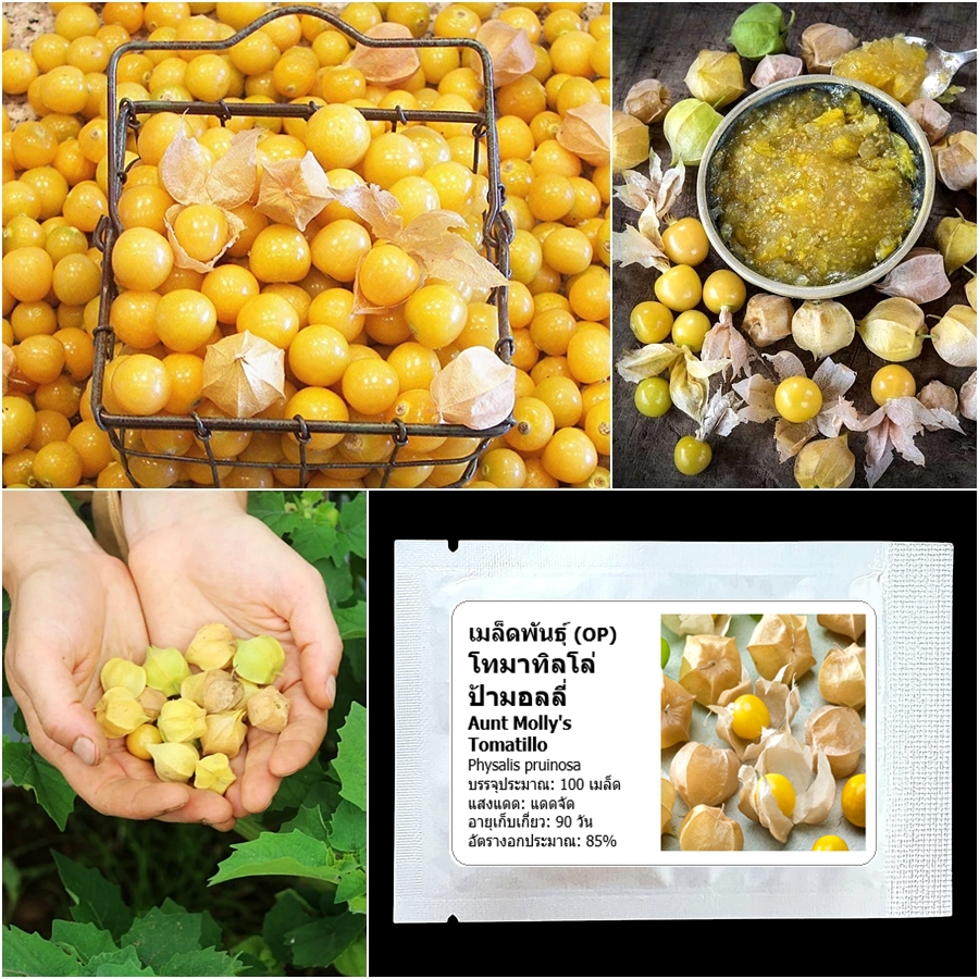 เมล็ดพันธุ์ โทมาทิลโล่ ป้ามอลลี่ Aunt Molly's Tomatillo Seed 100 เมล็ด คุณภาพดี ของแท้ 100%