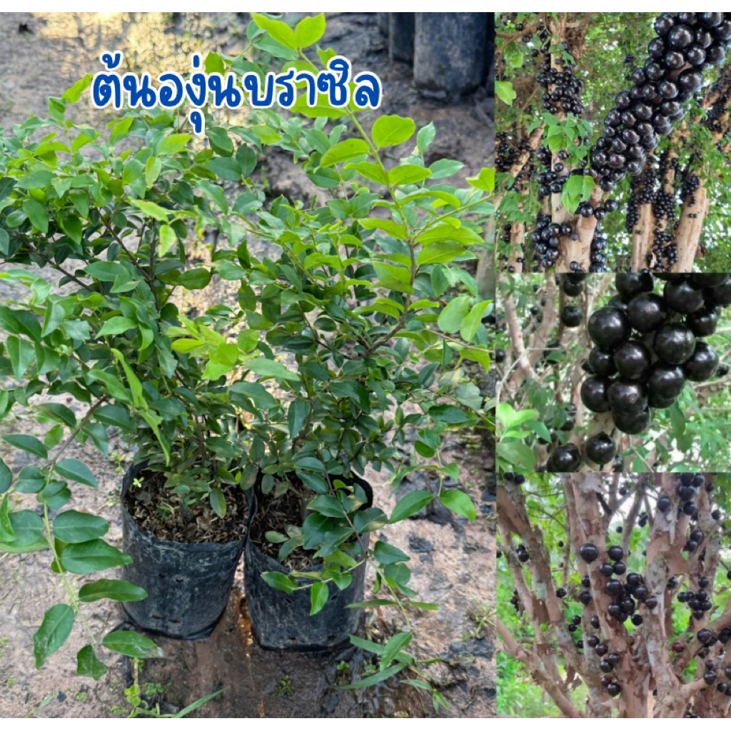 ต้นองุ่นบราซิล พร้อมปลูก สูง40เซน พร้อมส่ง