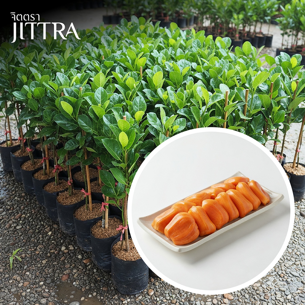 จิตตรา ต้นพันธุ์ขนุนแดงสุริยา ทาบกิ่งสูง 60-80 ซม. โตไวให้ผลเร็ว พร้อมส่ง เคลมฟรี ต้นพันธุ์ผลไม้