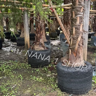 ตาข่ายกรองแสง 70% กว้าง2เมตร ยาว 5m/10m/20m สแลนกันแดด/ปลูกผักออแกนิค/บังแดดที่จอดรถ