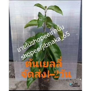 ต้นเยลลี่ แค่ขยี้ใบก็เป็นเยลลี่ กิ่งชำ (1ส.ค.2569)พร้อมส่ง