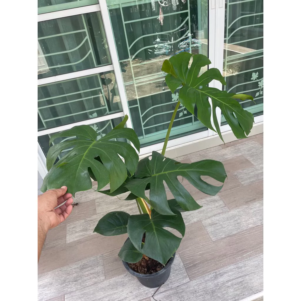 มอนสเตอร่า (monstera) มอนสเตอร่าใจแอ้นท์ ไม้ฟอกอากาศ กระถาง 6”-8”-11”