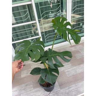 มอนสเตอร่า (monstera) มอนสเตอร่าใจแอ้นท์ ไม้ฟอกอากาศ กระถาง 6”-8”-11”