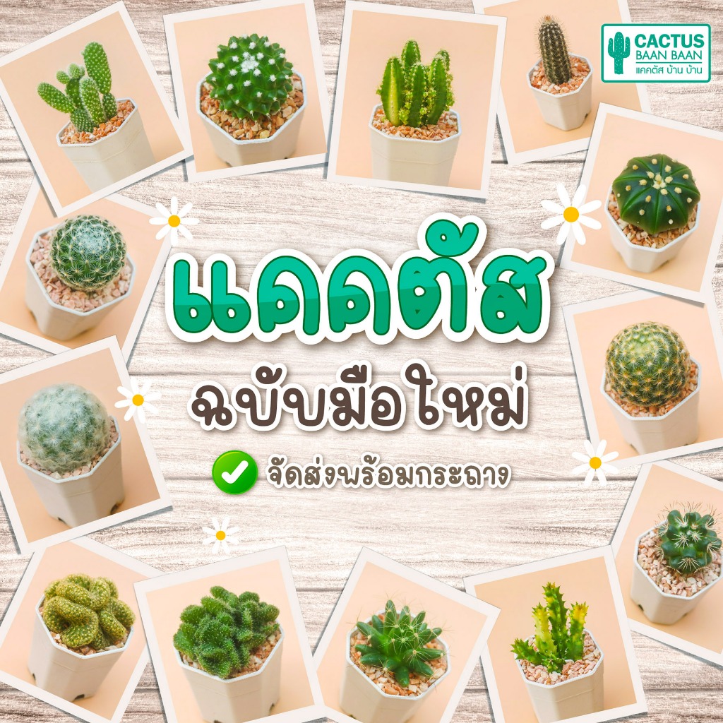 แคคตัส กระบองเพชร เริ่มต้น 20 บาท [ส่งทั้งกระถาง] ซื้อ 10 ฟรี 1 ต้น!!!