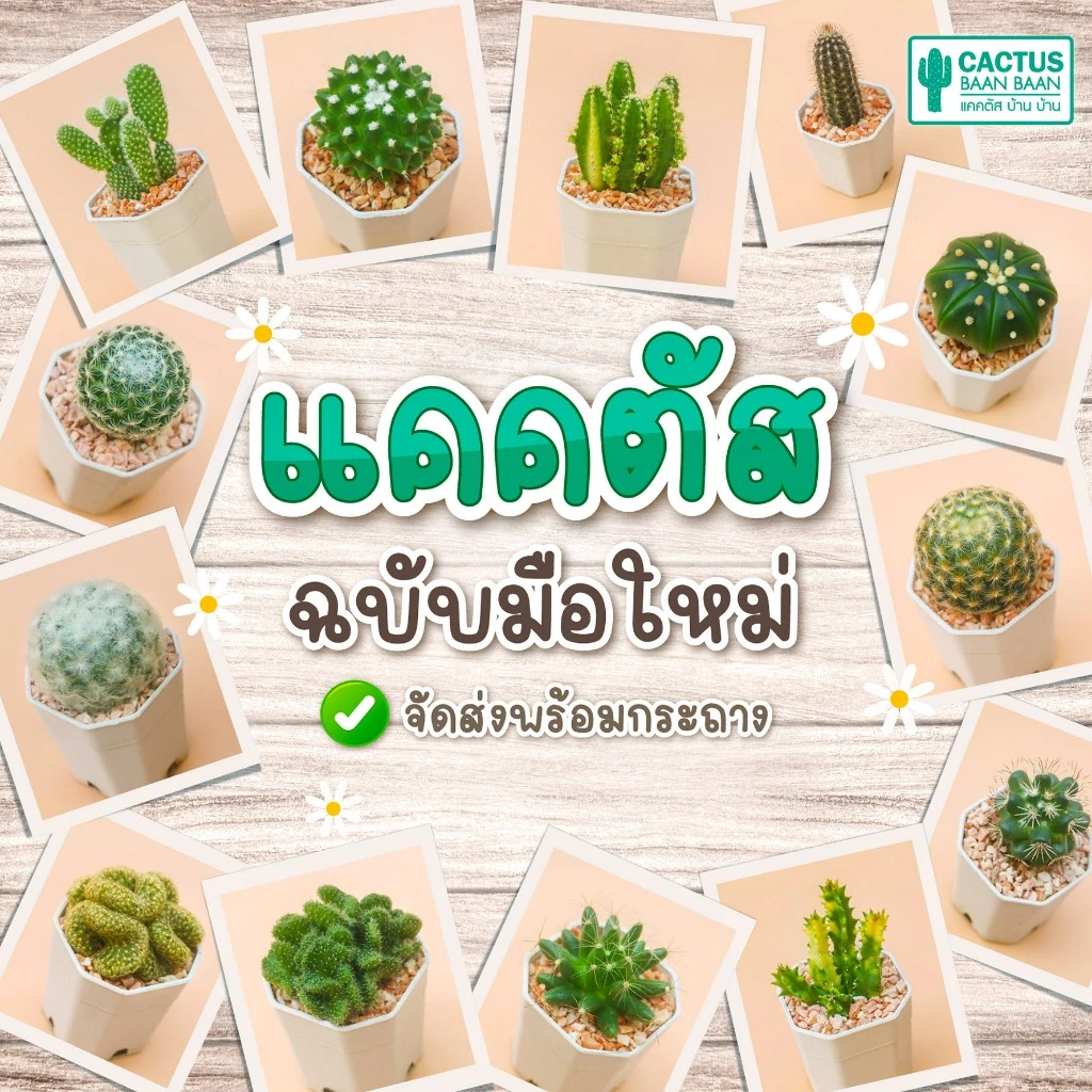 แคคตัส กระบองเพชร สำหรับมือใหม่ พร้อมส่ง [ส่งทั้งกระถาง] ซื้อ 10 ฟรี 1 ต้น!!!