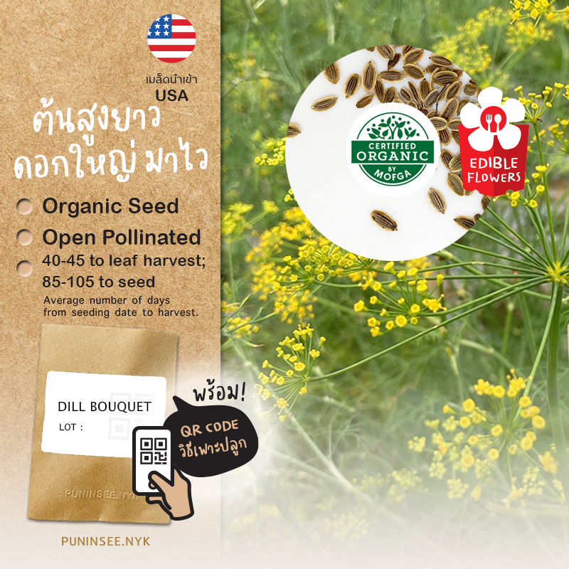 เมล็ดพันธุ์ ดิล ออร์แกนิค นำเข้า เก็บดอก Bouquet Dill (Organic Seed) ผักชีลาว Herb ปันอินทรีย์
