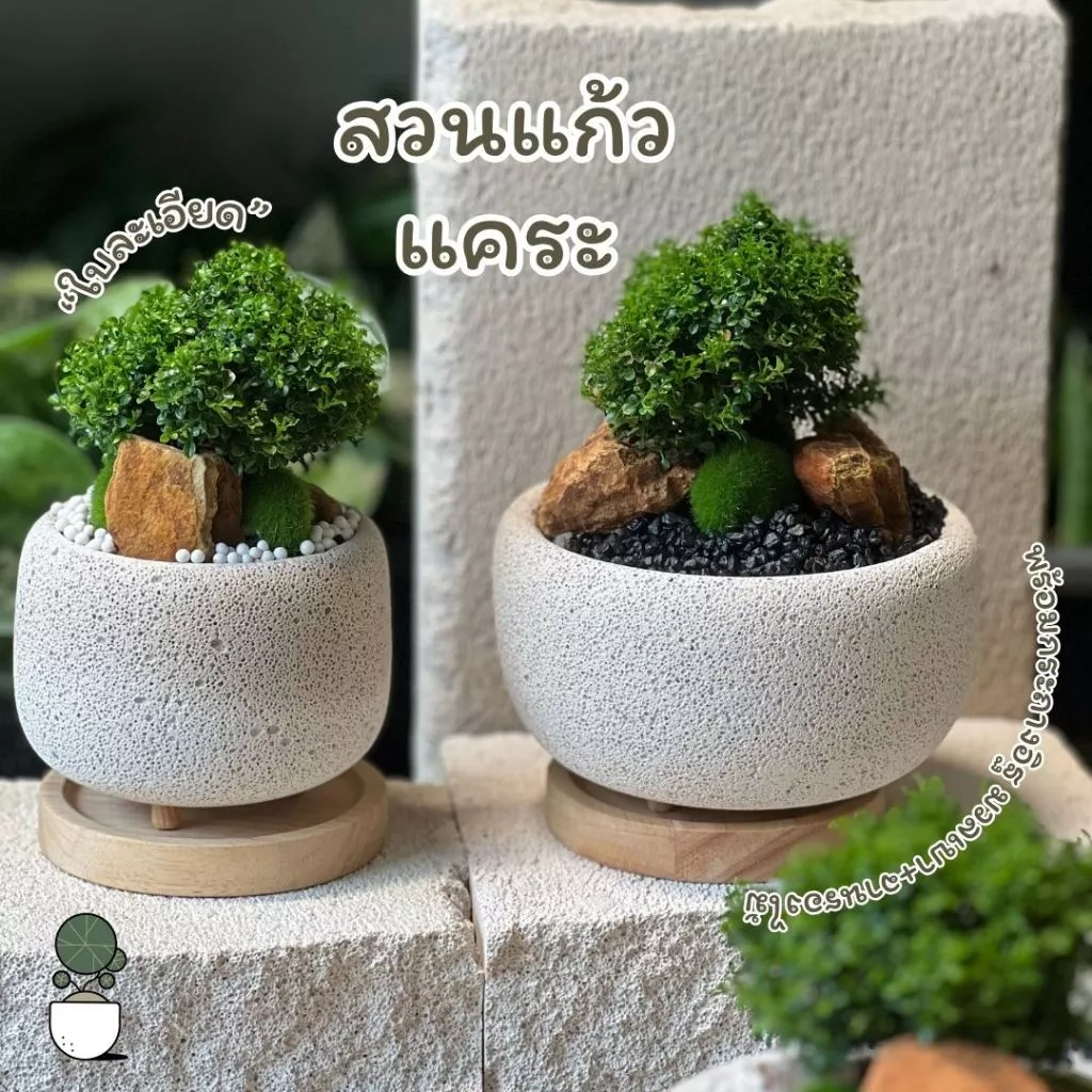 ต้นแก้วแคระญี่ปุ่น จัดสวนในกระถางอิฐมวลเบาสุดน่ารัก มี 3 แบบ กระถางอิฐมวลเบาขนาด 4 และ5.5 นิ้ว จัดสวนให้เสร็จพร้อมใช้