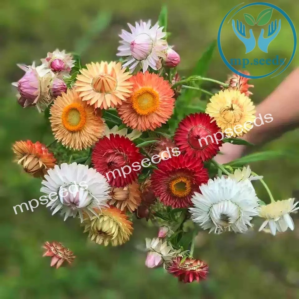 เมล็ดดอกกระดาษ 200 เมล็ด เดซี่มิกซ์กระดาษ Strawflower / Paper Daisy