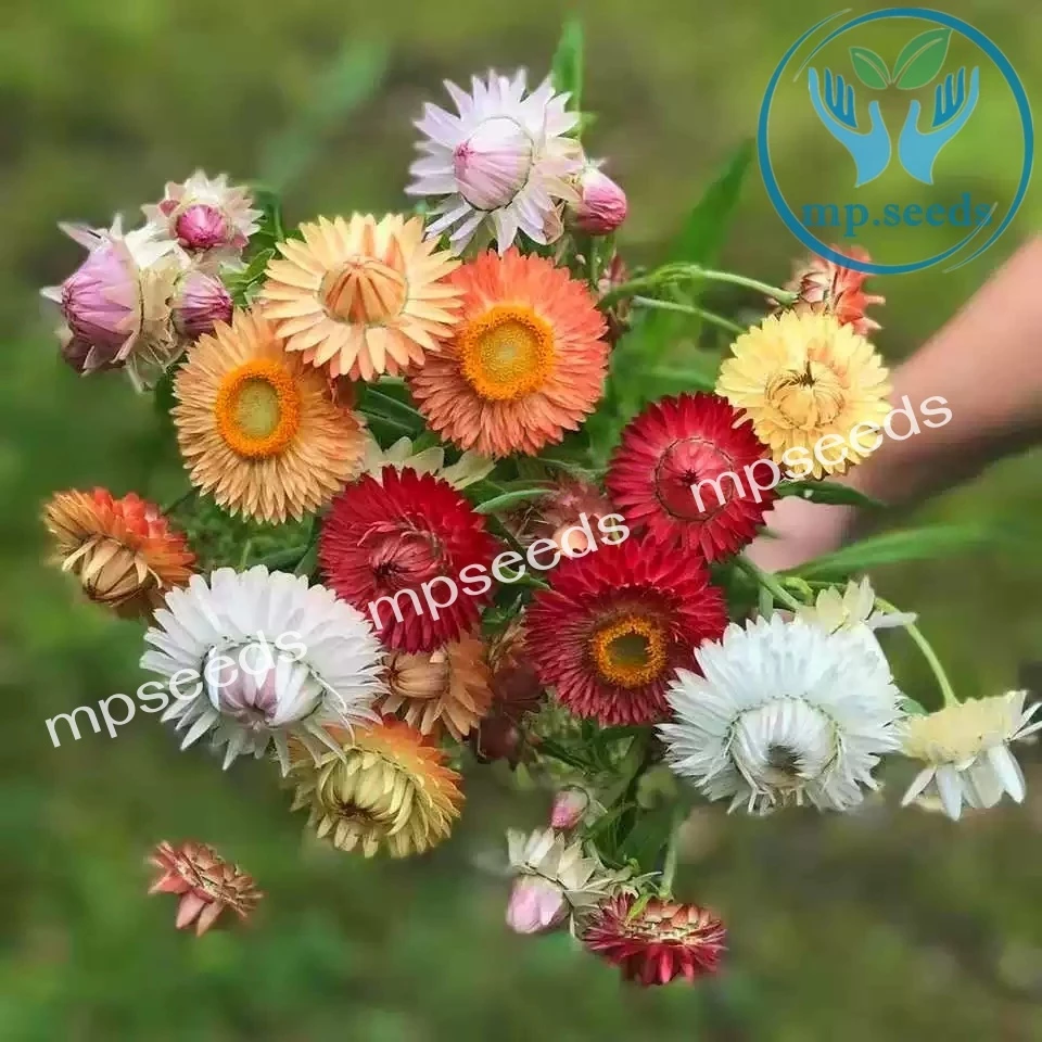 เมล็ดดอกกระดาษ 200 เมล็ด เดซี่มิกซ์กระดาษ Strawflower / Paper Daisy