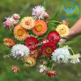 เมล็ดดอกกระดาษ 200 เมล็ด เดซี่มิกซ์กระดาษ Strawflower / Paper Daisy