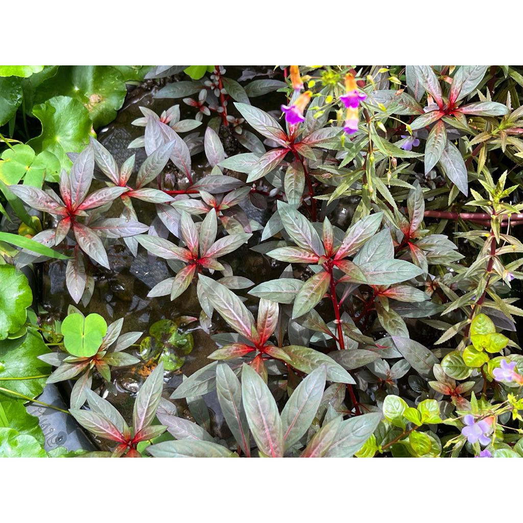 ต้นไม้น้ำ ลัดวิเจีย แกลนดูโลซ่า Ludwigia Glandulosa
