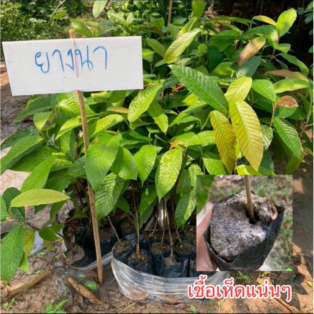 ต้นยางนา ชุด 10 ต้น ราดเชื้อเห็ดป่า 8 ชนิด (เห็ดระโงก ตะไค ก่อแดง ก่อขาว น้ำหมาก ถ่าน หลังแหล่ ผึ้ง)