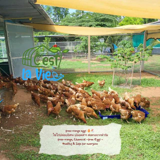 ไข่ไก่ปล่อยอิสระ Free Range Eggs ปลอดสาร สดใหม่จากฟาร์ม อร่อยไข่แดงมันนัว (30 ฟอง/30 eggs)เบอร์ 3