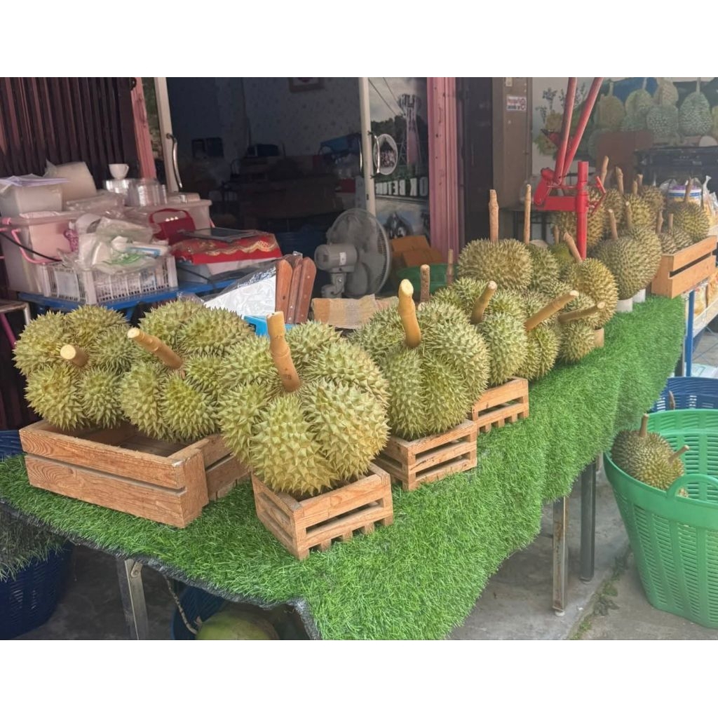 ต้นทุเรียนสาวสวยสายพันธุ์แท้ของดีจากเบตงรสชาติหวานละมุนครีมมี่เนื้อหนาเม็ดเล็กเปลือกบางทรงลูกสวย5พูผสมเชื้อไตรโคเดอร์มา
