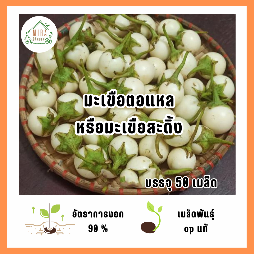 เมล็ดพันธุ์มะเขือตอแหลหรือมะเขือสะดิ้ง 50 เมล็ด