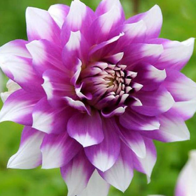 1 เหง้า ดอกรักเร่ ดอกดาห์เลีย Dahlia Dahlia Purple Pretty ดอกใหญ่