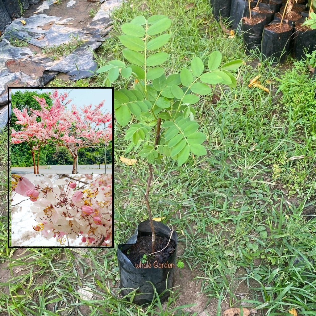 ต้นกัลปพฤกษ์ กัลปพฤกษ์ (Pink cassia tree) ต้นไม้สิริมงคล มีดอกสวย (รับประกัน ส่งใหม่ฟรี หากสินค้าเเสียหาย!!)