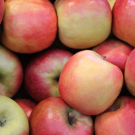 20 เมล็ด แอปเปิ้ล สายพันธุ์ พิงค์เลดี้ (Pink Lady Apple) Apple Seed