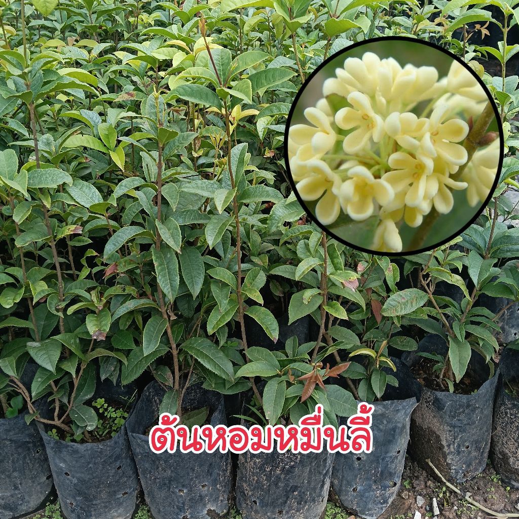 ต้นหอมหมื่นลี้ ไม้ประดับดอกหอม