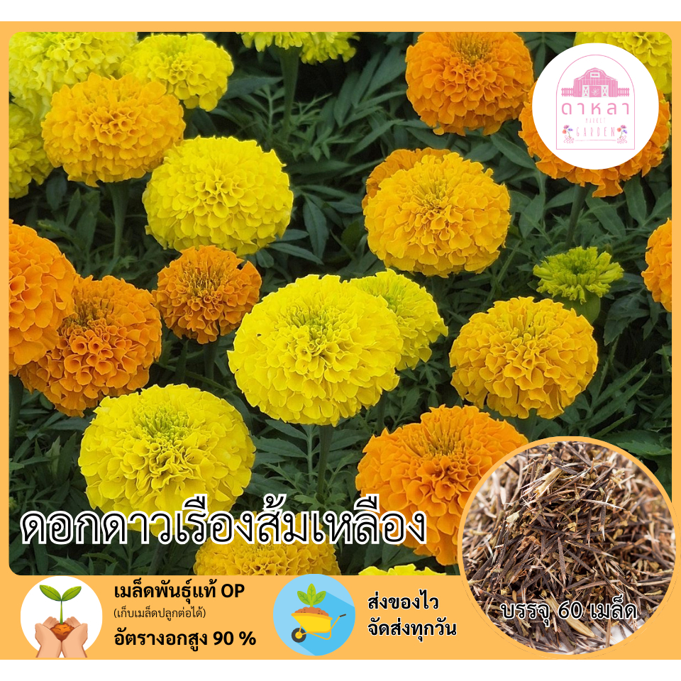 ดอกดาวเรืองส้มเหลือง 60 เมล็ด – โปรปัง