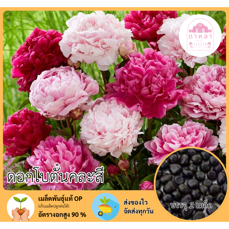 ดอกโบตั๋น จำนวน 2 เมล็ด
