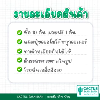 แคคตัส กระบองเพชร สำหรับมือใหม่ พร้อมส่ง [ส่งทั้งกระถาง] ซื้อ 10 ฟรี 1 ต้น!!!