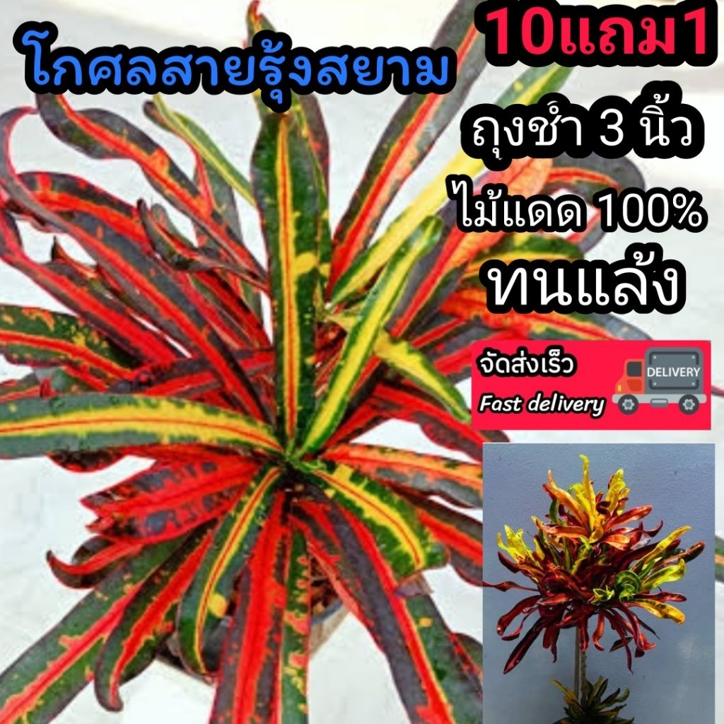 ต้นโกศลสายรุ้งสยาม อโกลนีมา เฟริน ต้นไม้มงคล ฟอกอากาศ จัดสวน แต่งบ้าน ดิน ปุ๋ย ผัก กระถาง หญ้า มอส สมุนไพร มินิมอลสวนขวด