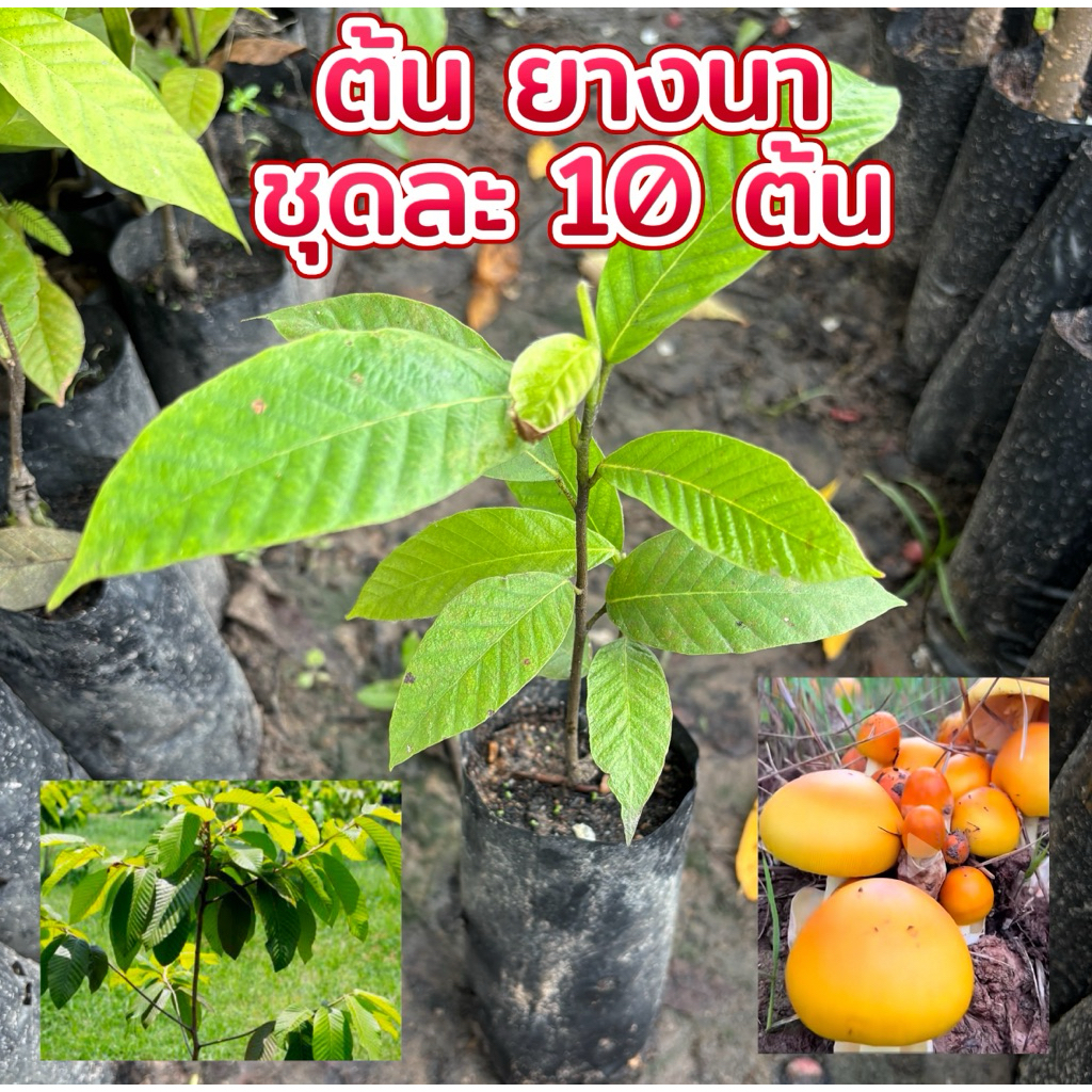 ต้นยางนา แพ็ค 10 ต้น พร้อมส่งทั่วประเทศ