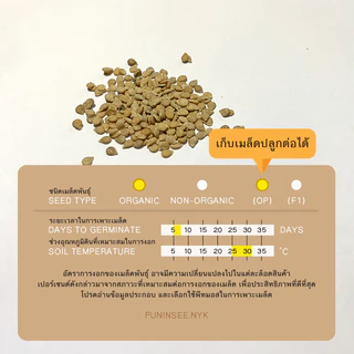 เมล็ดผักนำเข้า มะเขือเทศเชอรี่ สีเหลือง Yellow Cherry Tomato (Organic Seed) ทรงกลม ปันอินทรีย์