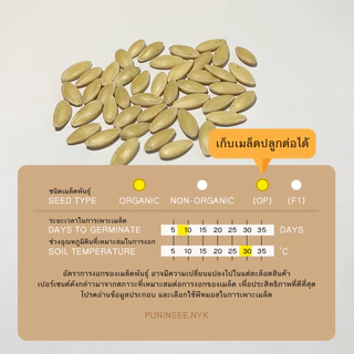 🥒 เมล็ดผักนำเข้า แตงกวา แตงกวายาว แตงกวาญี่ปุ่น Long Cucumber (Organic Seed) ลูกยาว ไม่ตัดต่อพันธุกรรม ปันอินทรีย์