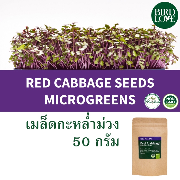 เมล็ดไมโครกรีน กะหล่ำม่วงแดง 50 กรัม Red Cabbage Microgreens seeds 50 g.