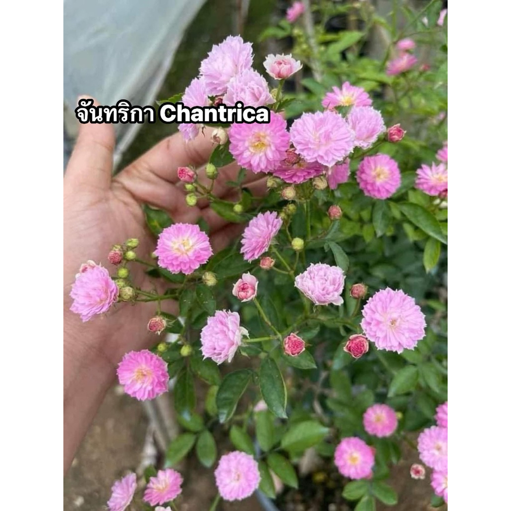 กุหลาบ-จันทริกา ”Chantrica“  พุ่มเตี้ย สีชมพู-ขาว หอมๆ ดอกเล็กเป็นพวง ดอกเยอะ เลี้ยงง่าย