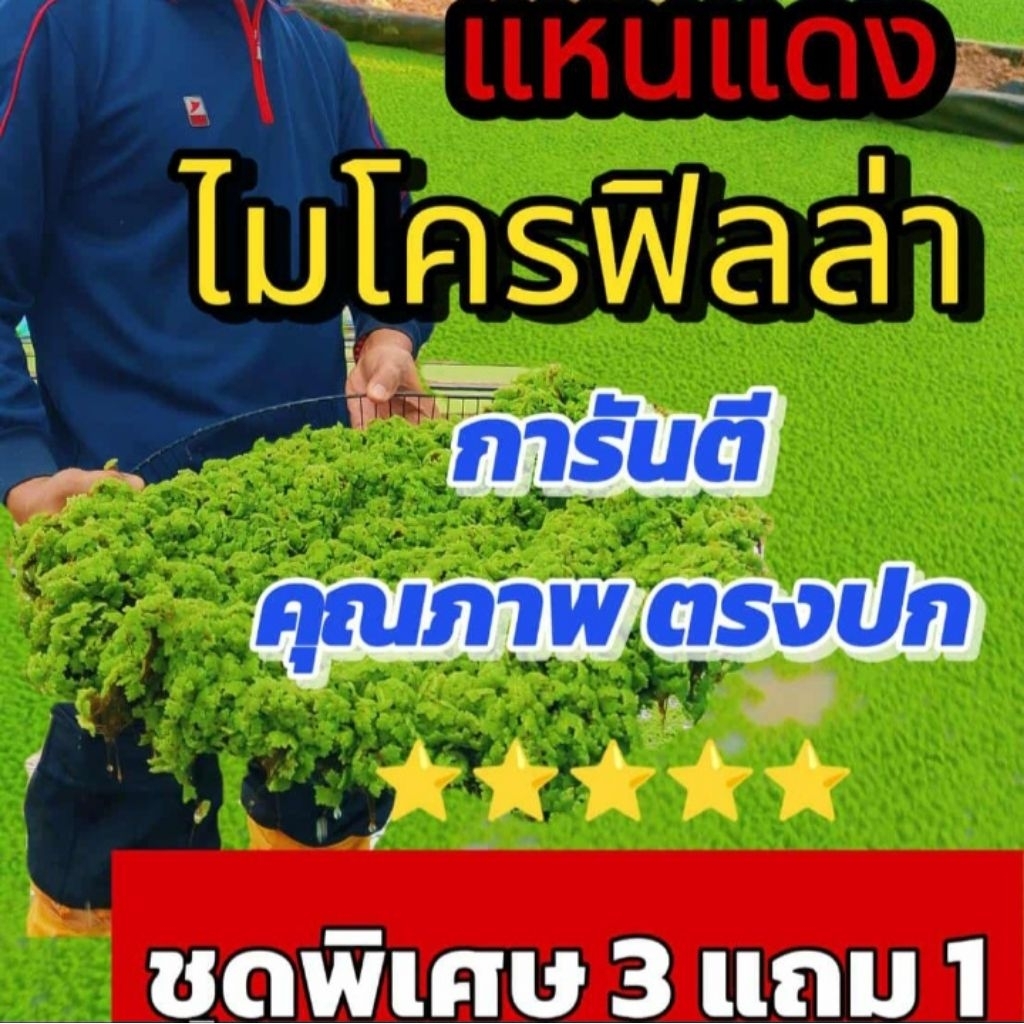 💥💥แหนแดง 3 ฟรี1 kg☘️ พร้อคู่มือการเพาะเลี้ยงอย่างละเอียด การันตรีขยายพันธุ์เร็ว