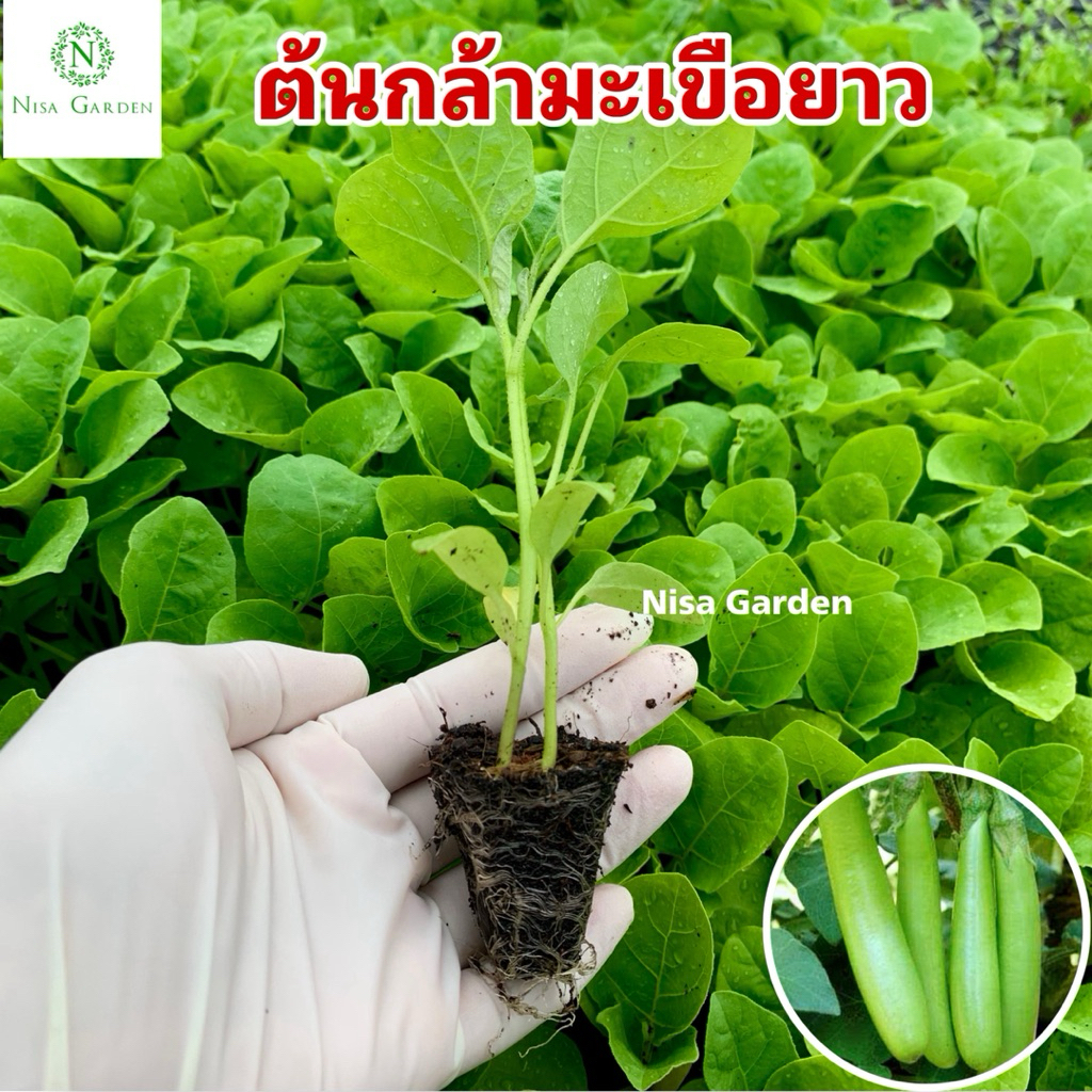 Nisa Garden ต้นกล้ามะเขือยาว แข็งแรง โตเร็ว 🔥(ซื้อ 10 แถมฟรี 2 หลุม)🔥