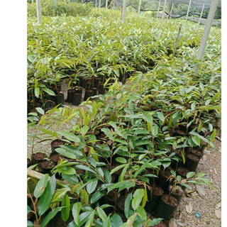 ต้นทุเรียนหมอนทองโล๊ะแปลง🌱จัดชุด 1ชุด 3 ต้น