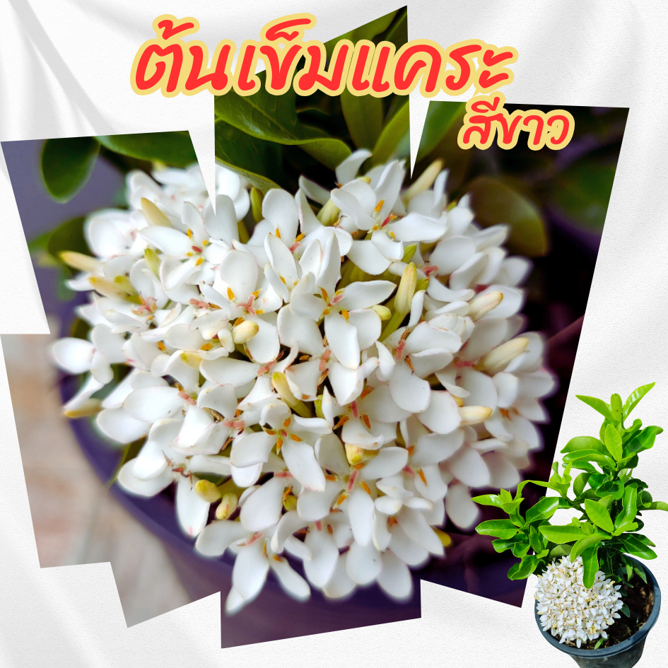 ต้นเข็มแคระดอกสีขาว กระถาง 6 นิ้ว(ส่งพร้อมกระถาง)เข็มรั้วไม้ประดับจัดสวน
